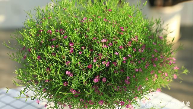 满天星家庭种植方法