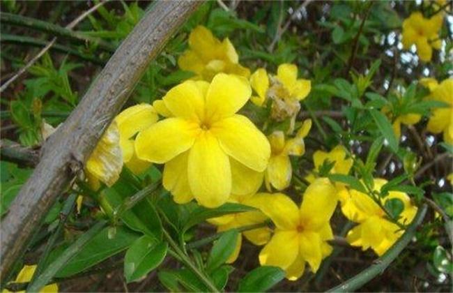 迎春花的栽培方法