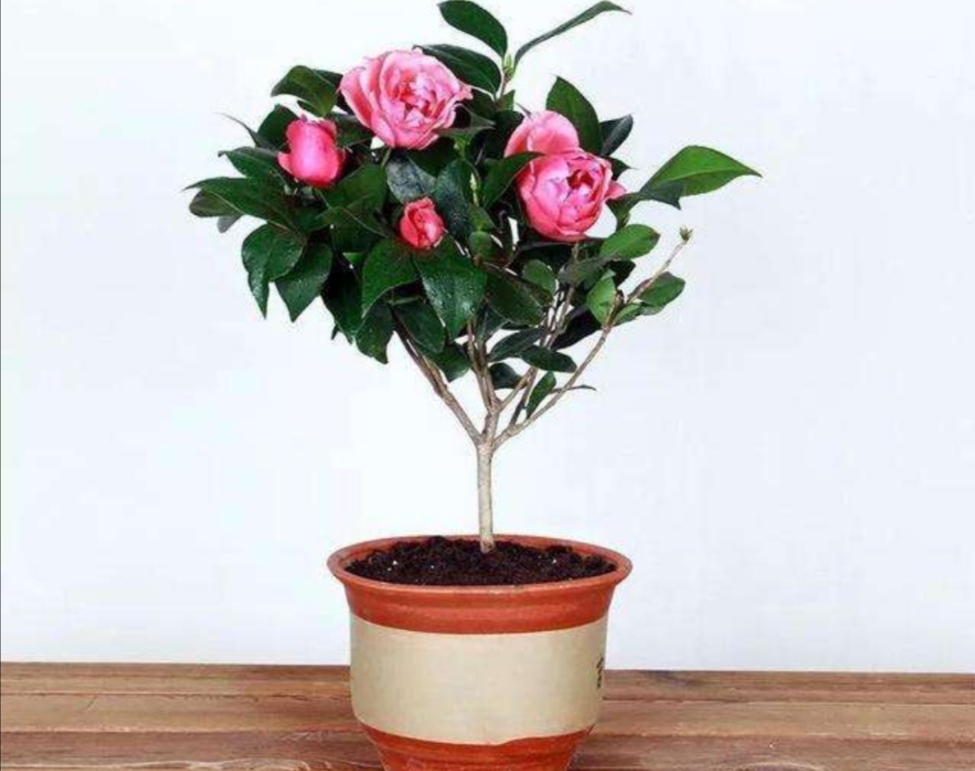 茶花换盆后注意事项
