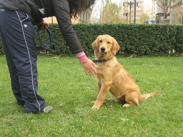 金毛犬怎样训练