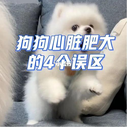 狗心脏肥大不吃东西怎么办