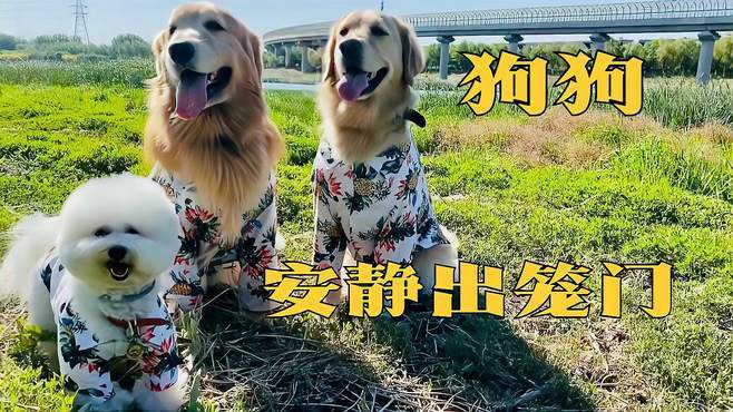 训练安静 狗