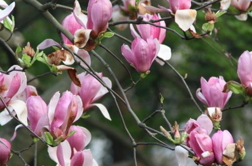 玉兰花养殖栽培