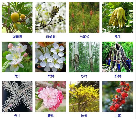 图说木本花卉栽培与养护