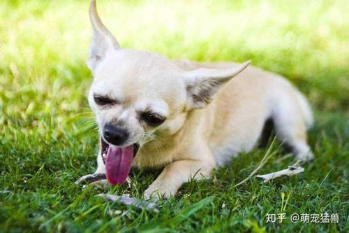 治狗狗不吃东西流出来