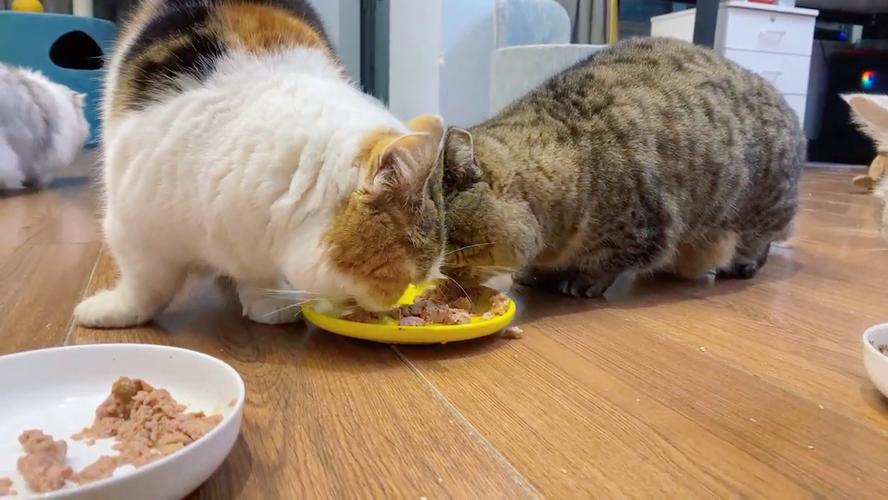 小猫咪到新家不吃东西