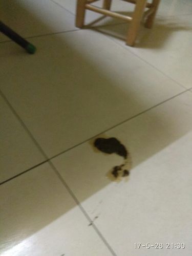 两个月泰迪吐白色的东西