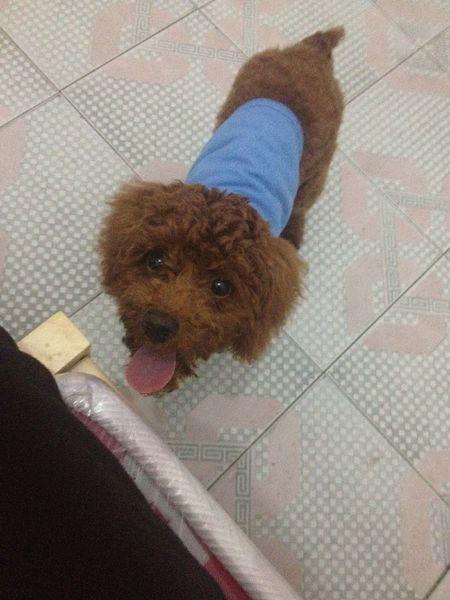 泰迪吃完东西老是吐