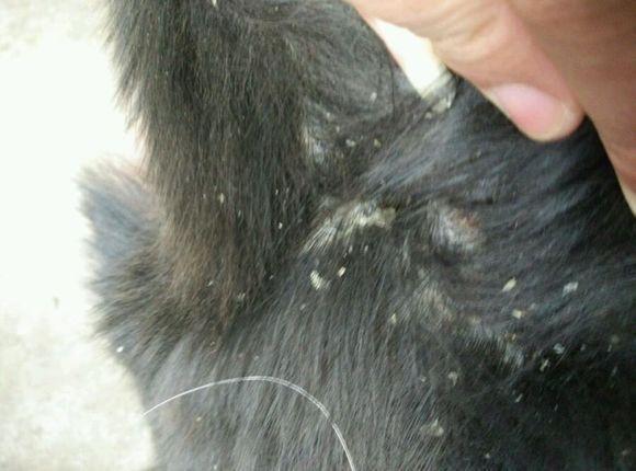 狗狗身上很多头皮屑一样的东西怎么办