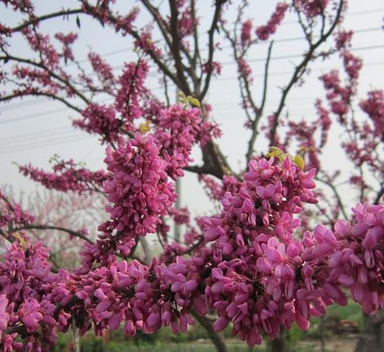 紫荆花的栽培与养护管理介绍