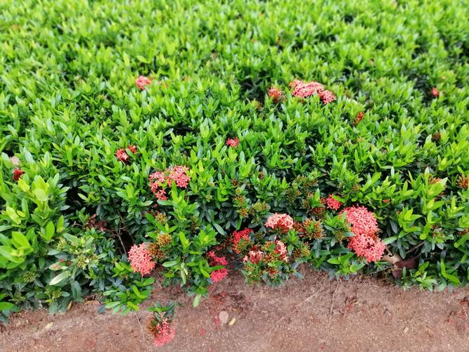 龙船花在种植和栽培