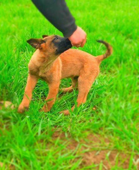 怎样训练马犬主动打架