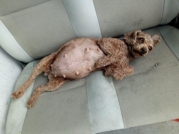 泰迪狗狗怀孕注意什么东西