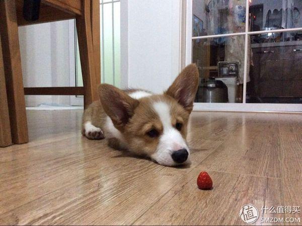 为啥我家柯基狗不吃东西