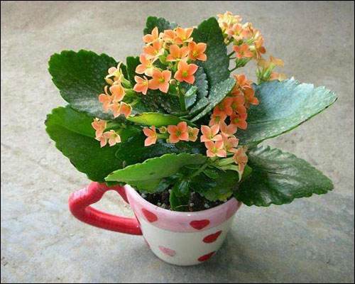 花卉的养殖方法