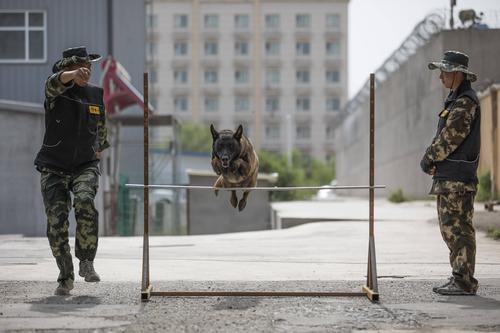 训练警犬时注意什么