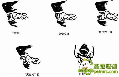 犬咬合训练
