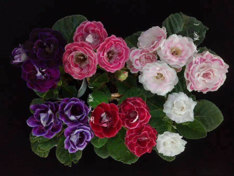 大岩桐花养植方法
