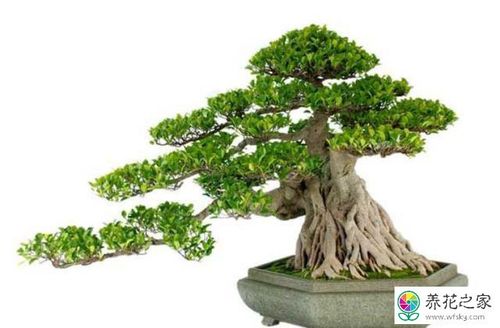 榕树盆景的栽培