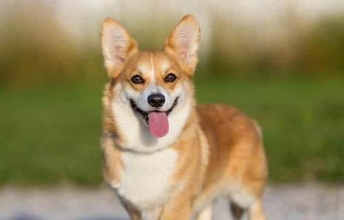 怎样训练犬的胆量