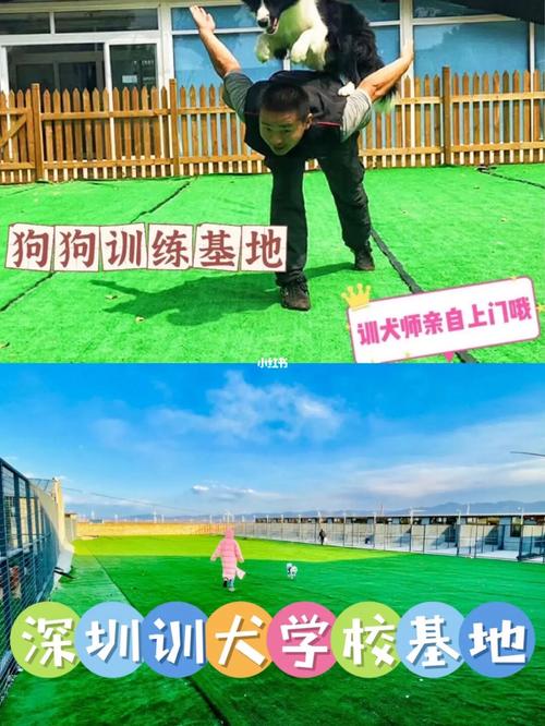 深圳宠物训练中心