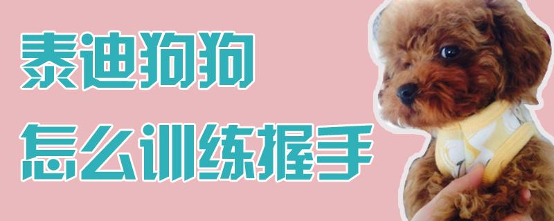 泰迪握手训练