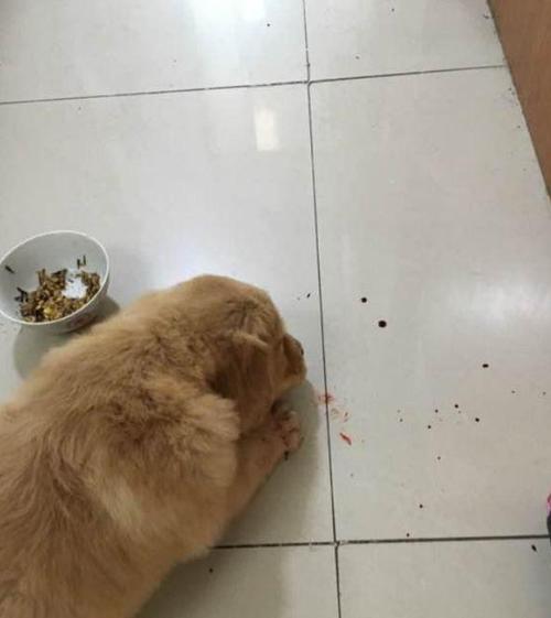 金毛乱吃地上的东西