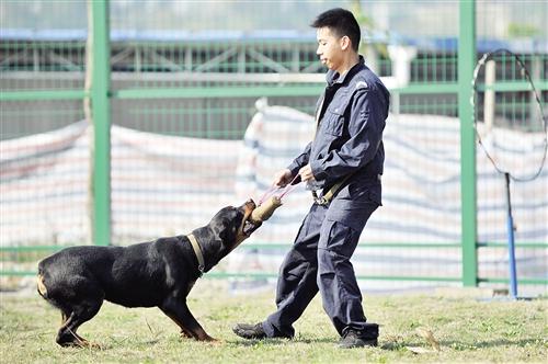 搜捕犬训练介绍
