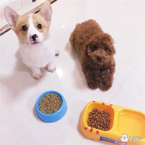幼犬不吃东西肚子鼓鼓的