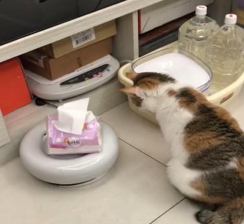 家里有猫东西丢了怎么办
