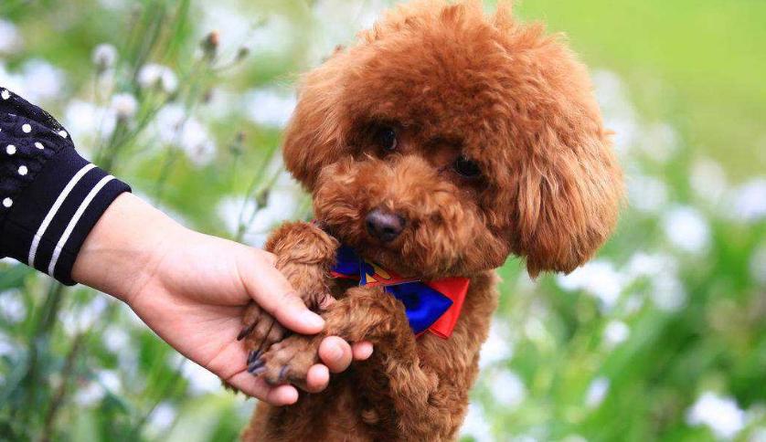 幼泰迪犬怎么不吃东西怎么办