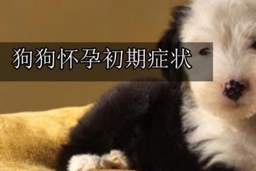 狗怀孕哪些东西不能吃