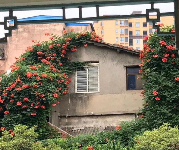 凌霄栽培要点