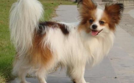 蝴蝶犬怎样训练