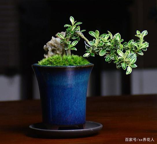 六月雪该怎么栽培