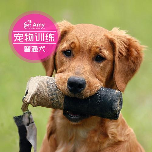 宠物狗训练秘籍