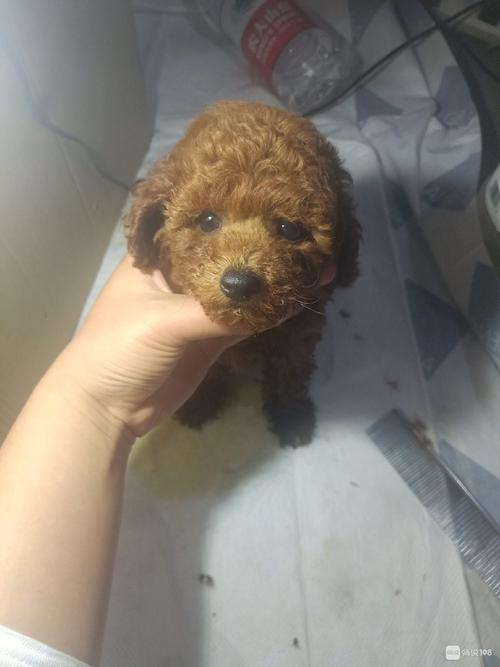 泰迪打疫苗后不爱吃东西