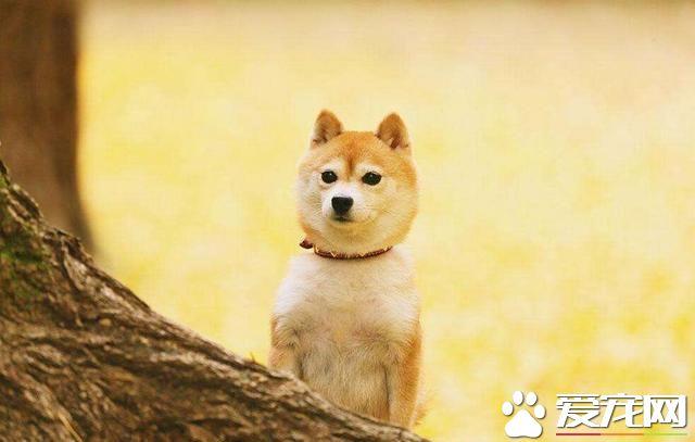 材犬怎么训练