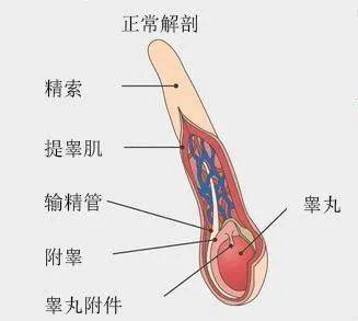 孩子蛋蛋疼怎么回事