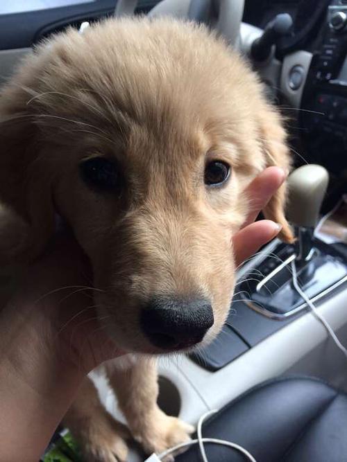 幼犬金毛可以吃的东西