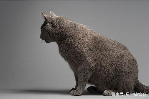 怎么训练猫独立