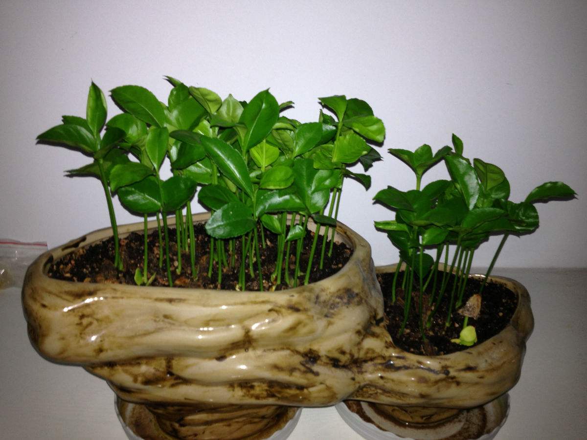 家庭种植盆栽方法