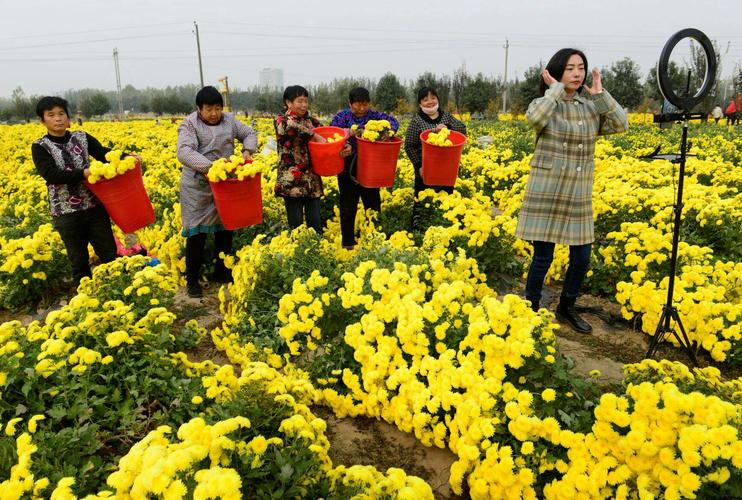 菊花栽培管理