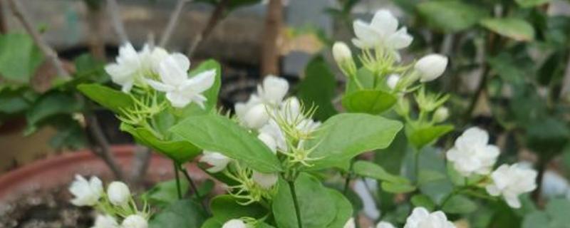 香草茉莉栽培