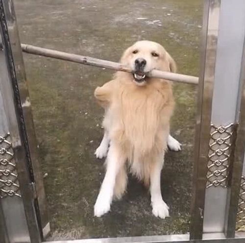 叼东西叼起来
