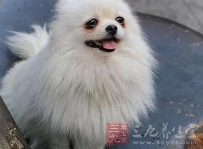狗得犬瘟 吃什么东西营养好