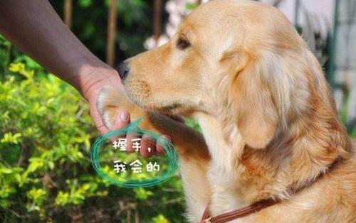 怎么训练金毛嘴咬篮子