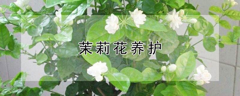 养茉莉注意事项