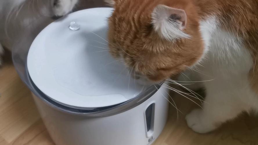 老猫不吃东西不喝水怎么办