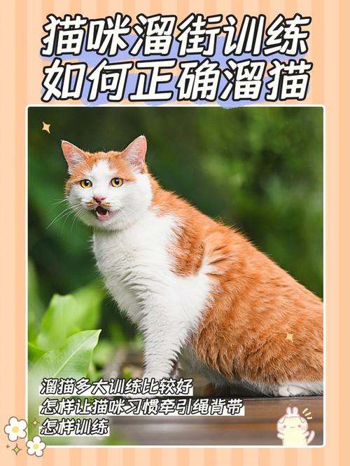 怎样训练宠物猫